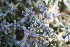  (Ruschia cymbifolia - AM0246)  @11 [ ] CreativeCommons - Attribution Non-Commercial Share-Alike (2011) Maria (Masha) Kuzmina Canadian Center for DNA Barcoding