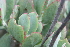  (Cotyledon velutina - AM0249)  @11 [ ] CreativeCommons - Attribution Non-Commercial Share-Alike (2011) Maria (Masha) Kuzmina Canadian Center for DNA Barcoding