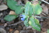  (Commelina benghalensis - AM0255)  @11 [ ] CreativeCommons - Attribution Non-Commercial Share-Alike (2011) Maria (Masha) Kuzmina Canadian Center for DNA Barcoding