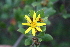  (Chrysanthemoides - AM0281)  @14 [ ] CreativeCommons - Attribution Non-Commercial Share-Alike (2011) Maria (Masha) Kuzmina Canadian Center for DNA Barcoding