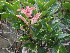  (Syzygium sp. beacon Hill VanWyk - Abbott9176)  @11 [ ] Unspecified (default): All Rights Reserved  Unspecified Unspecified