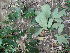  (Cryptocarya latifolia - Abbott9255)  @11 [ ] No Rights Reserved (2011) Olivier Maurin University of Johannesburg