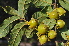  ( - Burrows13440)  @11 [ ] CreativeCommons - Attribution Non-Commercial Share-Alike (2014) John E. Burrows Buffelskloof Nature Reserve Herbarium (BNRH)