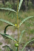  (Fadogia stenophylla - Burrows13449)  @11 [ ] CreativeCommons - Attribution Non-Commercial Share-Alike (2014) John E. Burrows Buffelskloof Nature Reserve Herbarium (BNRH)