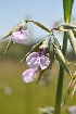  ( - Burrows13479)  @11 [ ] CreativeCommons - Attribution Non-Commercial Share-Alike (2014) John E. Burrows Buffelskloof Nature Reserve Herbarium (BNRH)