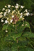  ( - Burrows13497)  @11 [ ] CreativeCommons - Attribution Non-Commercial Share-Alike (2014) John E. Burrows Buffelskloof Nature Reserve Herbarium (BNRH)