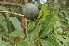  ( - Burrows13501)  @11 [ ] CreativeCommons - Attribution Non-Commercial Share-Alike (2014) John E. Burrows Buffelskloof Nature Reserve Herbarium (BNRH)