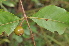  (Fadogia fuchsioides - Burrows13502)  @11 [ ] CreativeCommons - Attribution Non-Commercial Share-Alike (2014) John E. Burrows Buffelskloof Nature Reserve Herbarium (BNRH)