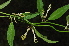  (Ceropegia stenantha - Burrows13515)  @11 [ ] CreativeCommons - Attribution Non-Commercial Share-Alike (2014) John E. Burrows Buffelskloof Nature Reserve Herbarium (BNRH)