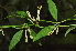  ( - Burrows13515)  @11 [ ] CreativeCommons - Attribution Non-Commercial Share-Alike (2014) John E. Burrows Buffelskloof Nature Reserve Herbarium (BNRH)