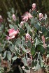  (Protea punctata - DGE058-26.03.2011)  @11 [ ] No Rights Reserved  Unspecified Unspecified