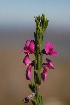  (Indigofera sulcata - DGE136-26.03.2011)  @11 [ ] No Rights Reserved  Unspecified Unspecified