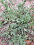  (Salvia runcinata - KMS-0106)  @11 [ ] No Rights Reserved  Unspecified Unspecified