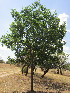  (Fraxinus velutina - KMS-0204)  @11 [ ] No Rights Reserved  Unspecified Unspecified