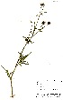  (Bidens cf. bipinnata - OM0679)  @13 [ ] No Rights Reserved  Unspecified Unspecified