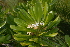  (Scaevola sericea - OM2474)  @11 [ ] CreativeCommons - Attribution Non-Commercial Share-Alike (2011) Olivier Maurin University of Johannesburg