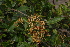  (Searsia pyroides var. integrifolia - OM2477)  @11 [ ] CreativeCommons - Attribution Non-Commercial Share-Alike (2011) Olivier Maurin University of Johannesburg