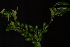  (Diospyros inhacaensis - OM2494)  @11 [ ] CreativeCommons - Attribution Non-Commercial Share-Alike (2011) Olivier Maurin University of Johannesburg