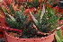  (Gasteria croucheri - OM2791)  @13 [ ] CreativeCommons - Attribution Non-Commercial Share-Alike (2011) Olivier Maurin University of Johannesburg