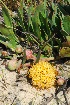  (Leucospermum hypophyllocarpodendron - OM2860)  @11 [ ] CreativeCommons - Attribution Non-Commercial Share-Alike (2011) Olivier Maurin University of Johannesburg