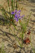  (Moraea lugubris - OM2891)  @11 [ ] CreativeCommons - Attribution Non-Commercial Share-Alike (2011) Olivier Maurin University of Johannesburg