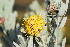  (Leucospermum rodolentum - OM2962)  @11 [ ] CreativeCommons - Attribution Non-Commercial Share-Alike (2011) Olivier Maurin University of Johannesburg