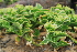  (Mesembryanthemum barklyi - OM3007)  @11 [ ] CreativeCommons - Attribution Non-Commercial Share-Alike (2011) Olivier Maurin University of Johannesburg