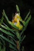  (Leucadendron rubrum - OM3034)  @11 [ ] CreativeCommons - Attribution Non-Commercial Share-Alike (2011) Olivier Maurin University of Johannesburg