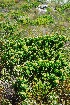  (Leucospermum oleifolium - OM3082A)  @11 [ ] CreativeCommons - Attribution Non-Commercial Share-Alike (2011) Olivier Maurin University of Johannesburg