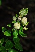  (Phylica buxifolia - OM3096)  @11 [ ] CreativeCommons - Attribution Non-Commercial Share-Alike (2011) Olivier Maurin University of Johannesburg