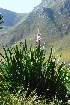  (Watsonia borbonica - OM3130)  @11 [ ] CreativeCommons - Attribution Non-Commercial Share-Alike (2011) Olivier Maurin University of Johannesburg