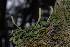  (Peperomia tetraphylla - OM3162)  @11 [ ] CreativeCommons - Attribution Non-Commercial Share-Alike (2011) Olivier Maurin University of Johannesburg
