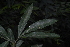  (Cunoniaceae - OM3163)  @11 [ ] CreativeCommons - Attribution Non-Commercial Share-Alike (2011) Olivier Maurin University of Johannesburg