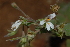  (Pelargonium odoratissima - OM3201)  @11 [ ] CreativeCommons - Attribution Non-Commercial Share-Alike (2011) Olivier Maurin University of Johannesburg