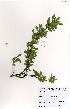  (Turraea obtusifolia - OM3311)  @11 [ ] No Rights Reserved  Unspecified Unspecified