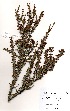  (Myrothamnus flabellifolius - OM3332)  @11 [ ] No Rights Reserved  Unspecified Unspecified