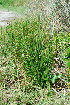  (Juncus kraussii - OM3639)  @11 [ ] CreativeCommons - Attribution Non-Commercial Share-Alike (2011) Olivier Maurin University of Johannesburg