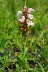  (Satyrium sphaerocarpum - OM3714)  @11 [ ] CreativeCommons - Attribution Non-Commercial Share-Alike (2011) Olivier Maurin University of Johannesburg