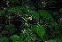  (Laportea peduncularis subsp peduncularis - OM3762)  @11 [ ] CreativeCommons - Attribution Non-Commercial Share-Alike (2011) Olivier Maurin University of Johannesburg