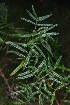  (Psoralea latifolia - OM3881)  @11 [ ] CreativeCommons - Attribution Non-Commercial Share-Alike (2011) Olivier Maurin University of Johannesburg