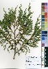  (Juniperus procera - OM3891)  @11 [ ] No Rights Reserved  Unspecified Unspecified