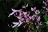  (Hemizygia rugosifolia - OM3902)  @11 [ ] CreativeCommons - Attribution Non-Commercial Share-Alike (2011) Olivier Maurin University of Johannesburg