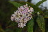  (Buddleja salviifolia - OM3995)  @11 [ ] CreativeCommons - Attribution Non-Commercial Share-Alike (2012) Olivier Maurin University of Johannesburg