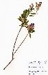  (Polygala virgata var. decora - OM3996)  @11 [ ] No Rights Reserved  Unspecified Unspecified