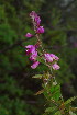  (Polygala virgata var. decora - OM3996)  @11 [ ] CreativeCommons - Attribution Non-Commercial Share-Alike (2012) Olivier Maurin University of Johannesburg