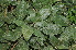  (Searsia tumulicola subsp. meseana - OM4071)  @11 [ ] CreativeCommons - Attribution Non-Commercial Share-Alike (2013) Olivier Maurin University of Johannesburg, African Centre for DNA Barcoding (ACDB)