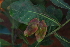  (Terminalia brachystemma subsp brachystemma - OM4112)  @11 [ ] CreativeCommons - Attribution Non-Commercial Share-Alike (2013) Olivier Maurin University of Johannesburg, African Centre for DNA Barcoding (ACDB)