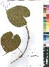  (Dioscorea astericus - OM4131)  @11 [ ] No Rights Reserved  Unspecified Unspecified