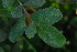  (Combretum hereroense var. hereroense - OM4158)  @11 [ ] CreativeCommons - Attribution Non-Commercial Share-Alike (2013) Olivier Maurin University of Johannesburg, African Centre for DNA Barcoding (ACDB)