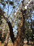  (Eucalyptus camaldulensis - PPRI-0045)  @11 [ ] No Rights Reserved  Unspecified Unspecified